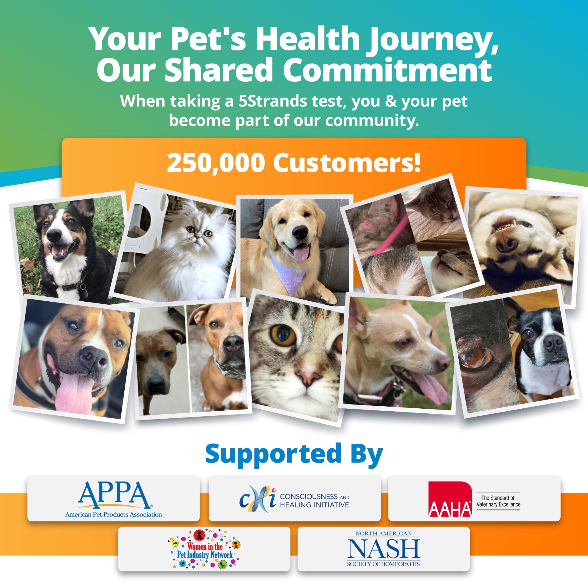 Pet Food Intolerance Test For All Breeds & Ages 5Strands
