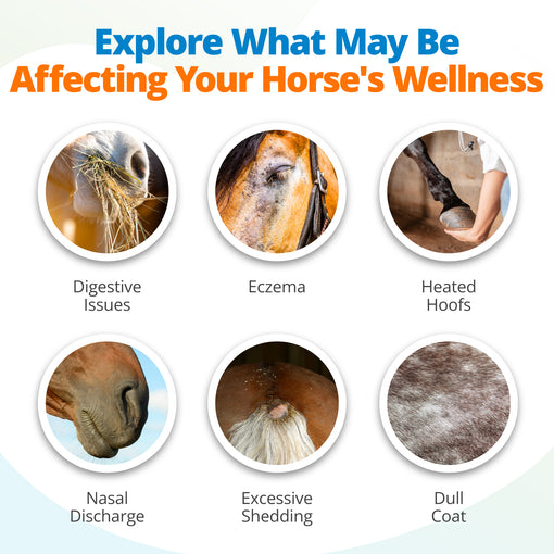 6 common symptoms of food intolerance environmental sensitivity and nutritional imbalances that horses can experience.