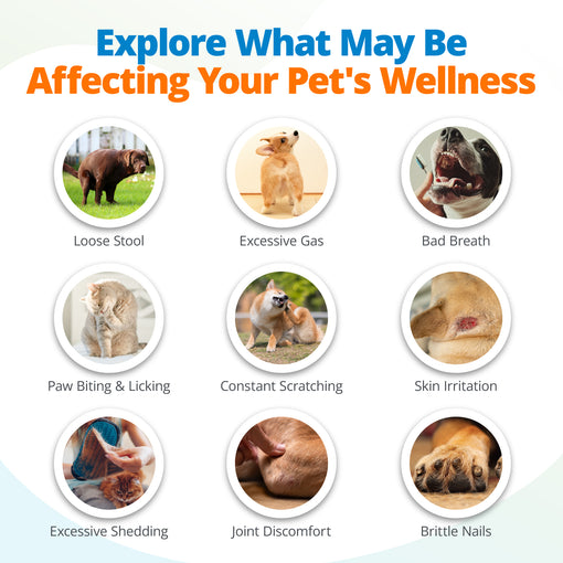 Comprehensive Pet Health Assessment