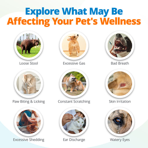 Pet Food Intolerance & Environmental Sensitivity Test