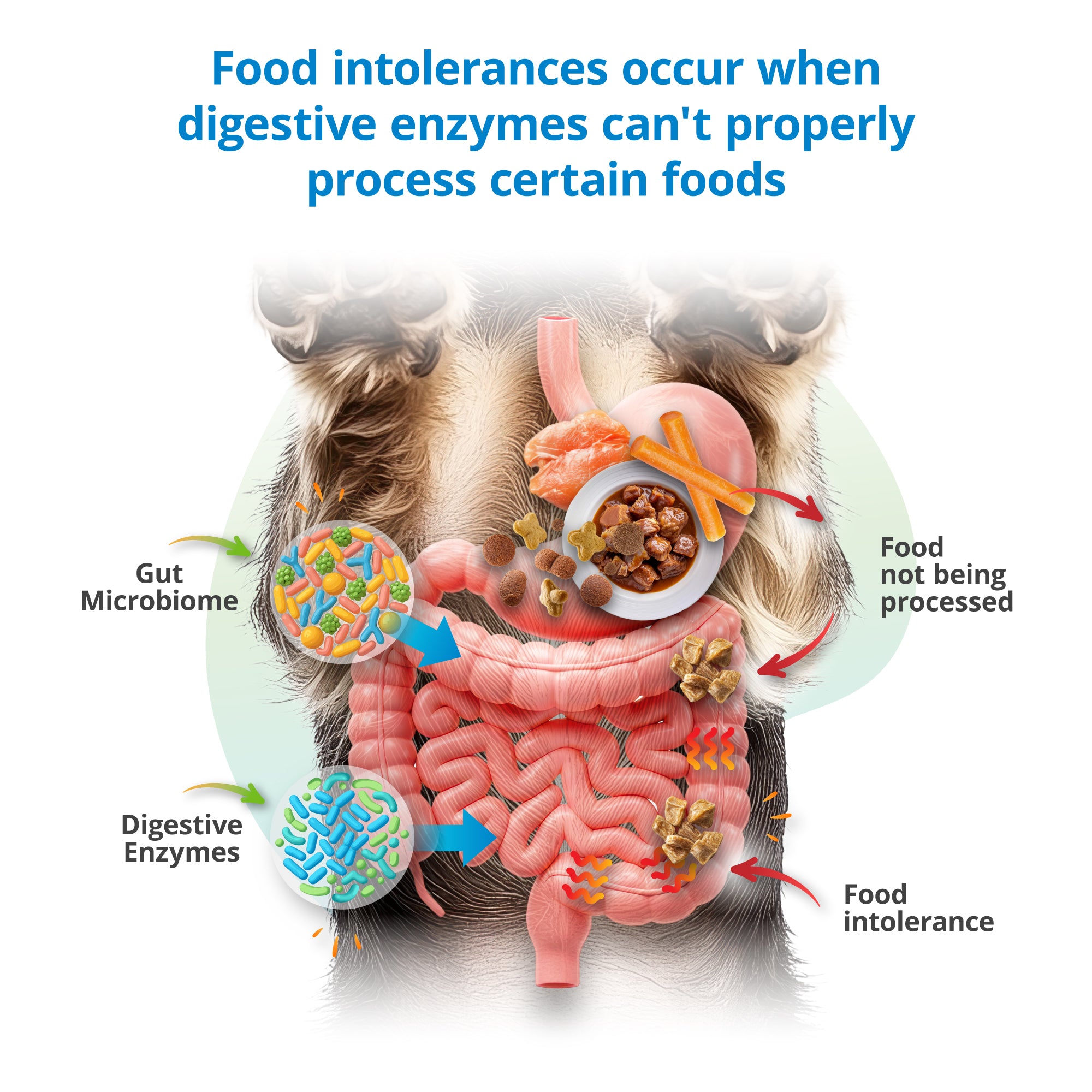 Pet Food Intolerance Test - Kibble, Supplements, Treats & More