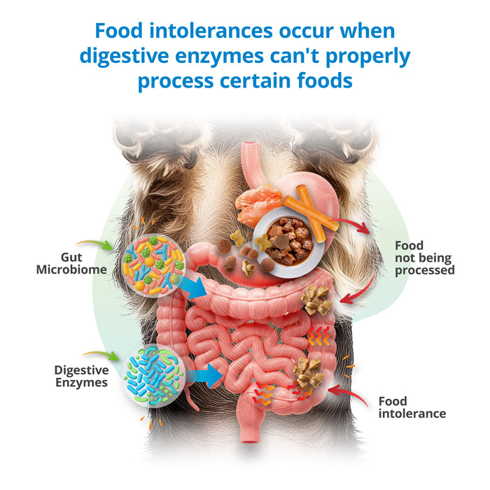 Pet Food Intolerance Test