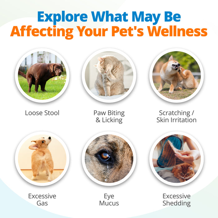 Six common food intolerance symptoms dogs and cats experience.