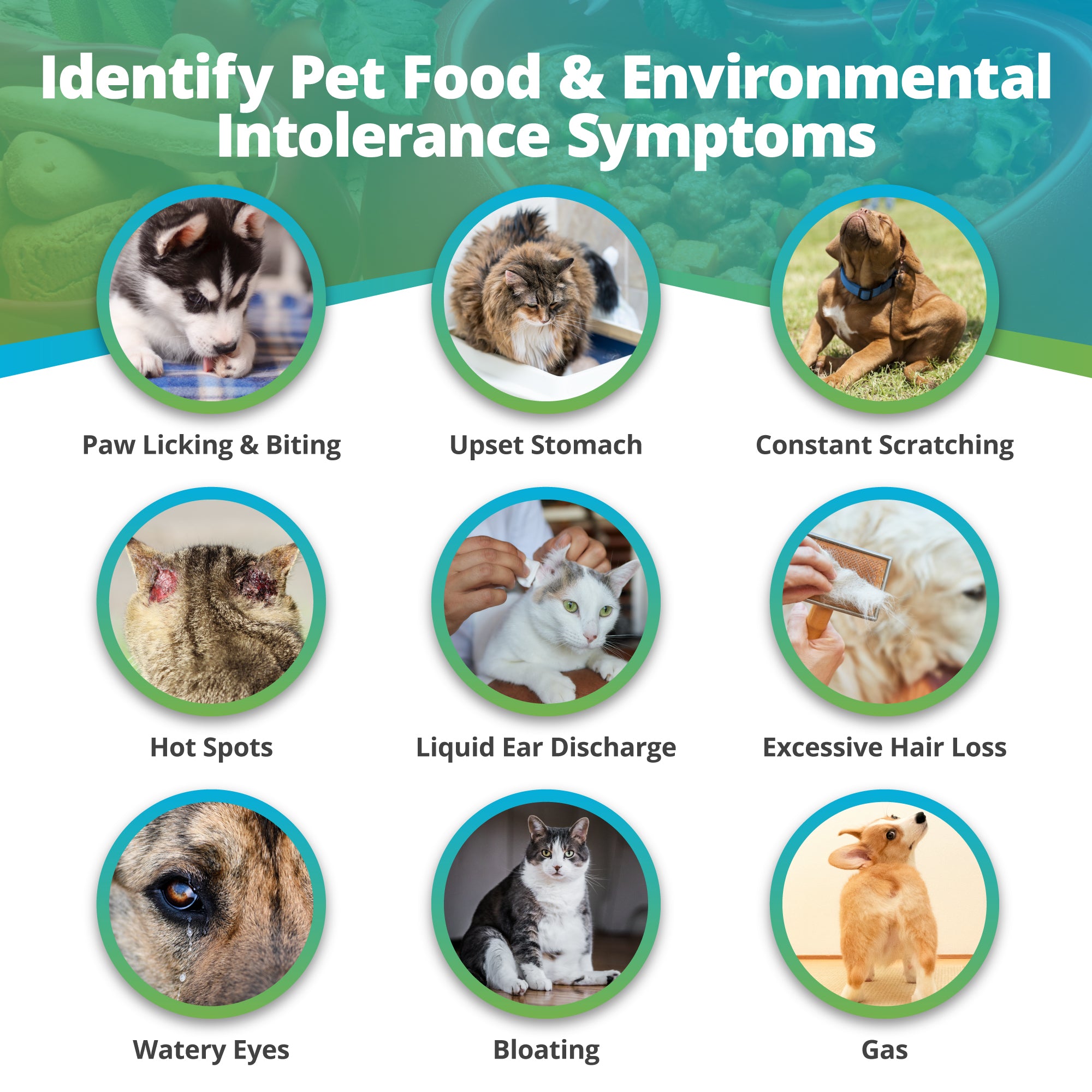 Food allergy test for cats shop