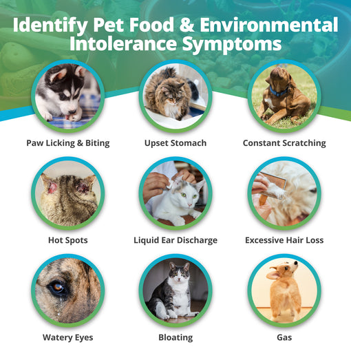 Pet Food & Environmental Intolerance Test