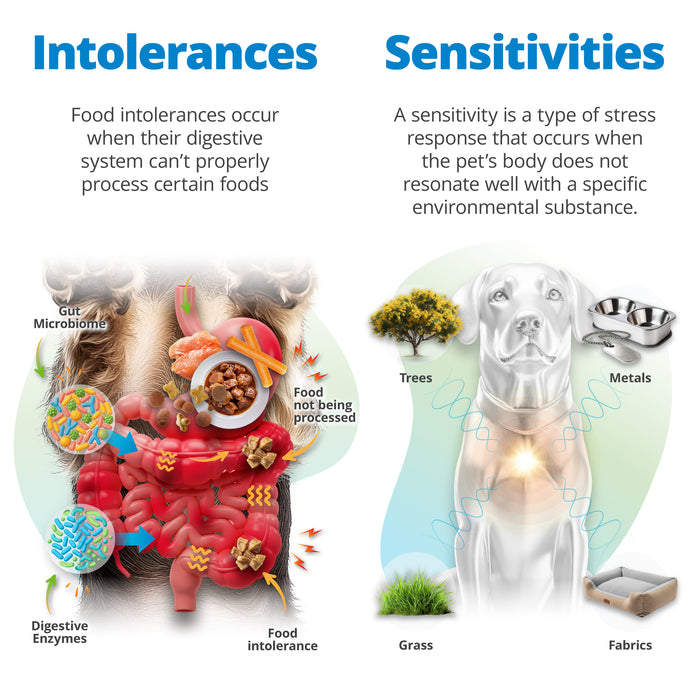 Pet Food Intolerance & Environmental Sensitivity Test