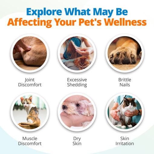 Symptoms of unaddressed nutritional imbalances in dogs and cats